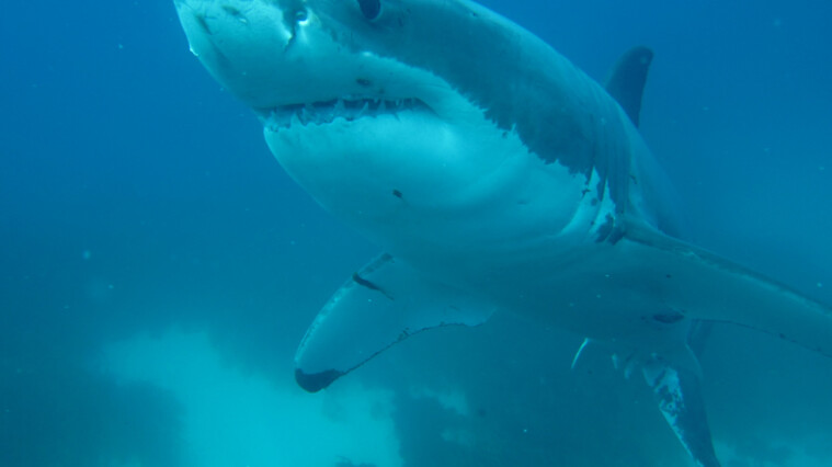En busca de los tiburones blancos