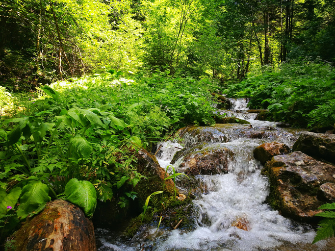 ¿Cuáles son los bosques más impactantes del mundo?
