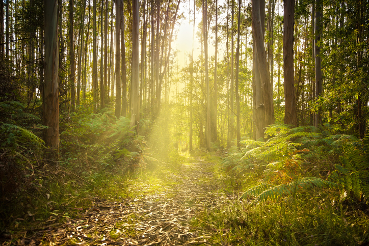 Los 10 bosques más impactantes del mundo