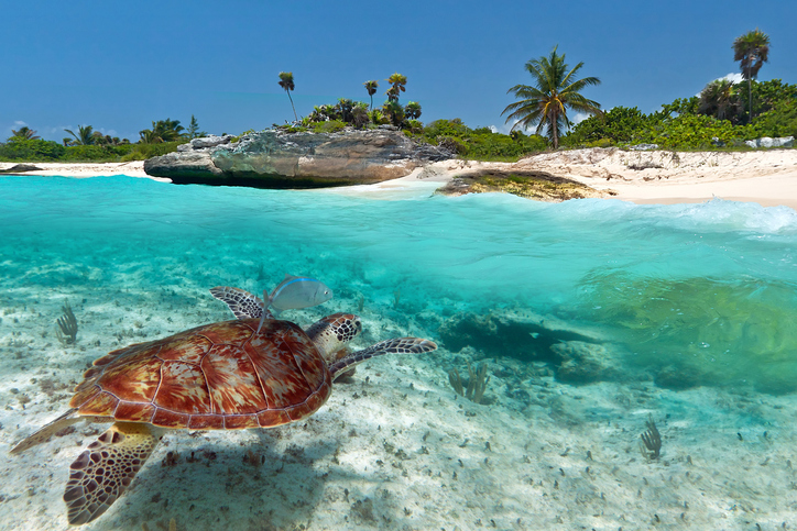 Fauna salvaje del Caribe