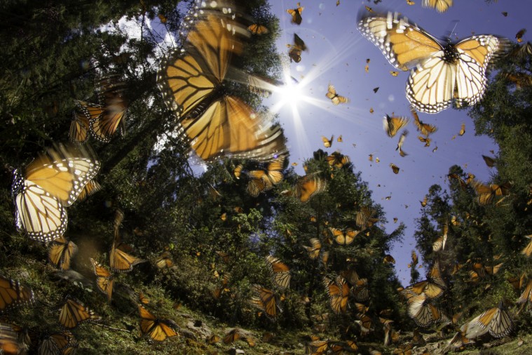 mariposa monarca