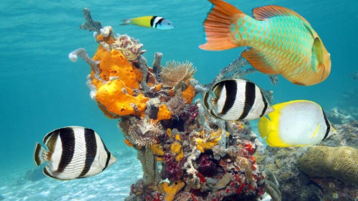 Cozumel, un destino imprescindible para los amantes del buceo