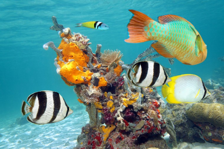 Cozumel, un destino imprescindible para los amantes del buceo